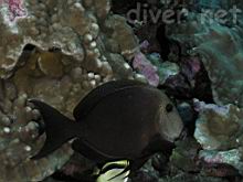 Ctenochaetus marginatus (Striped-fin surgeonfish)