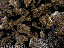 Holacanthus limbaughi (Clipperton Angelfish) hiding in the coral