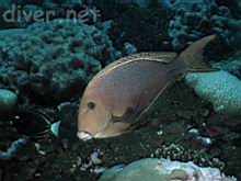 Ctenochaetus marginatus (Striped-fin surgeonfish)