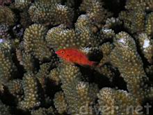Cirrhitichthys oxycephalus (Coral hawkfish)