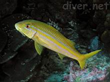 Mulloidichthys dentatus (Mexican goatfish)