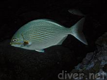 Kyphosus analogus (Striped sea-chub, Blue-bronze sea-chub)
