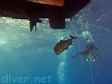 Caranx lugubris (Black jack, Black trevally) below the stern of the Nautilus Explorer