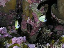 Johnrandallia nigrirostris (Barberfish)