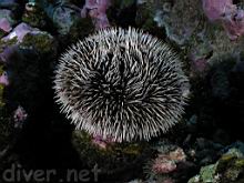 Tripneustes depressus (Brown urchin)