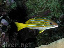 Blue-and-gold snapper