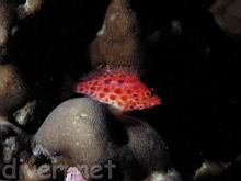 Cirrhitichthys oxycephalus (Coral hawkfish)