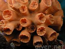 Tubastraea coccinea (Colonial cup coral)