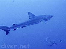 Carcharhinus galapagensis (Galapagos Shark)