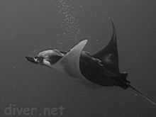 Manta biostris (Manta ray) with a Remora remora