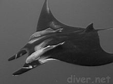 Manta biostris (Manta ray) with a Remora remora