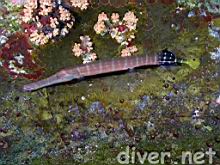Aulostomus chinensis (Pacific trumpetfish)