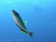 Xanthichthys mento (Redtail triggerfish)