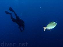 Alicia Hermosillo & Xanthichthys mento (Redtail triggerfish)