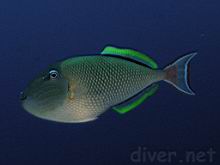 Xanthichthys mento (Redtail triggerfish)