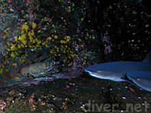 A large bull Panulirus penicillatus (Common Spiny Lobster) and Triaenodon obesus (Whitetip Reef Shark)