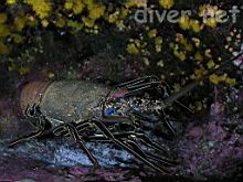 A large bull Panulirus penicillatus (Common Spiny Lobster)