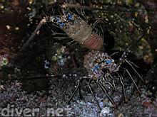 Panulirus penicillatus (Common Spiny Lobster)