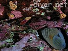 Xanthichthys mento (Redtail triggerfish)