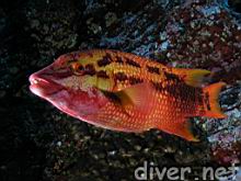 Bodianus diplotaenia (Mexican Hogfish)