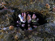 Eucidaris thouarsii (Slate Pencil Urchin)