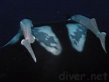 Remora remora on a Manta biostris (Manta ray)