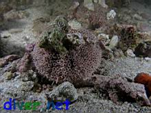 Toxopneustes roseus (Flower Sea Urchin)