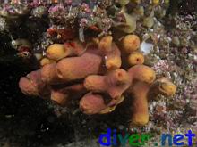Aplysina fistularis (Sulpher Sponge)