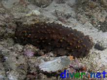 Isostichopus fuscus (Giant Brown Sea Cucumber)