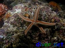 Phataria unifascialis (Tan Sea Star)