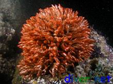 Filograna implexa (Coralline Tube Worm)