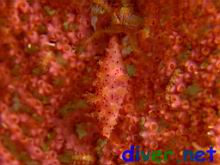 Neosimnia aequalis (Gorgonian Spindle Snail) on Pacifigorgia sp. (Red Sea Fan)