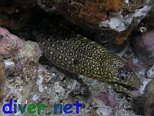 Muraena lentiginosa (Jewel Moray Eel)