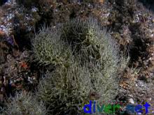 Antipathes galapagensis (Yellow Polyp Black Coral)