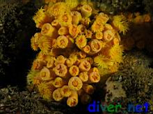 Tubastraea coccinea (Orange Colonial Cup Coral)