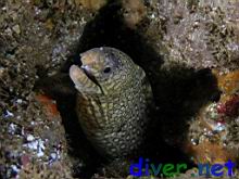 Muraena lentiginosa (Jewel Moray Eel)