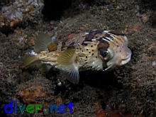 Diodon holocanthus (Long-Spine Balloonfish, Freckled Porcupinefish)