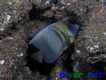 Pomacanthus zonipectus (Cortez Angelfish)