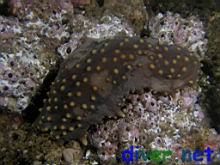Isostichopus fuscus (Giant Brown Sea Cucumber)