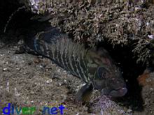 Epinephelus panamensis (Panama Graysby)