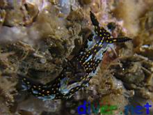 Polycera alabe