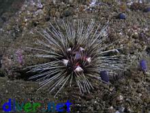 Astropyga pulvinata (Crown Sea Urchin or Cushin Urchin)