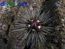 Astropyga pulvinata (Crown Sea Urchin or Cushin Urchin)