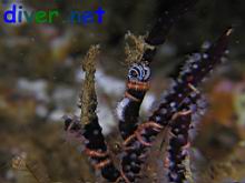 Tritonia pickensi on Lophogorgia sp.