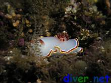 Glossodoris sedna