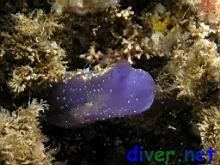 Rhopalaea sp. (Blue Tunicate)