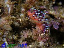 Flabellina marcusorum