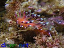 Flabellina marcusorum