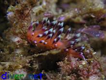 Flabellina marcusorum