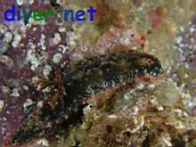 Glossodoris dalli